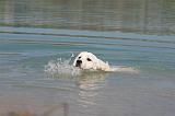 GOLDEN RETRIEVER 898
